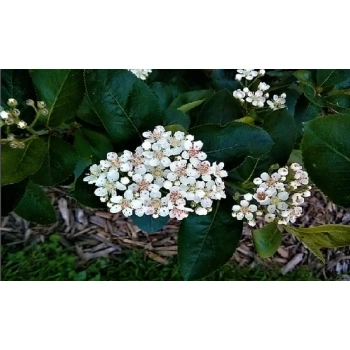 ARONIA na pniu czarna odporna na mróz - sadzonki 100 / 120 cm